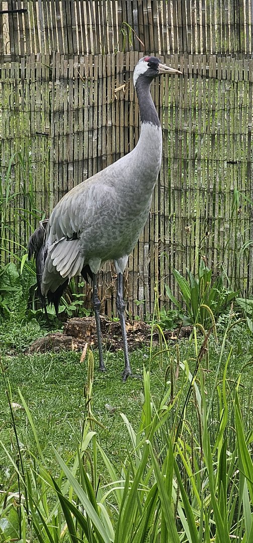 Common crane