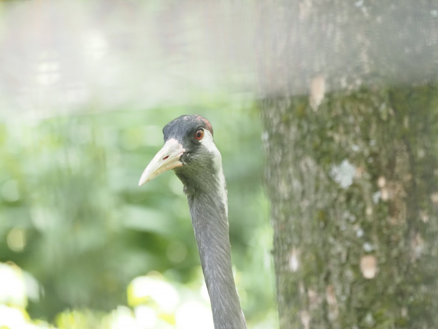 Common Crane