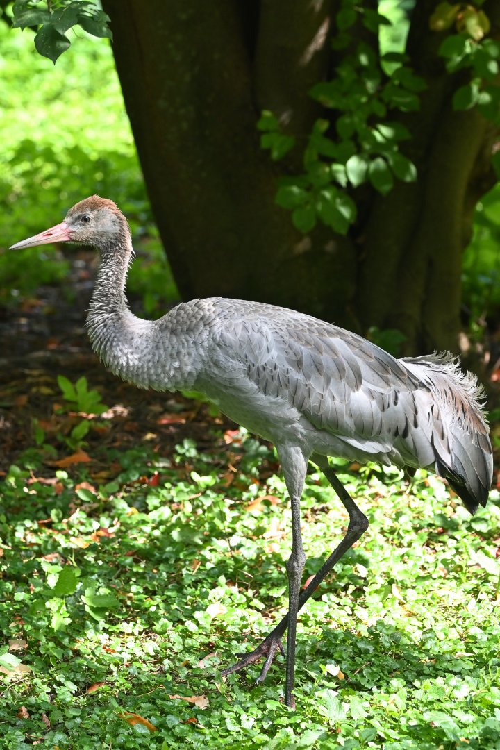 Common crane