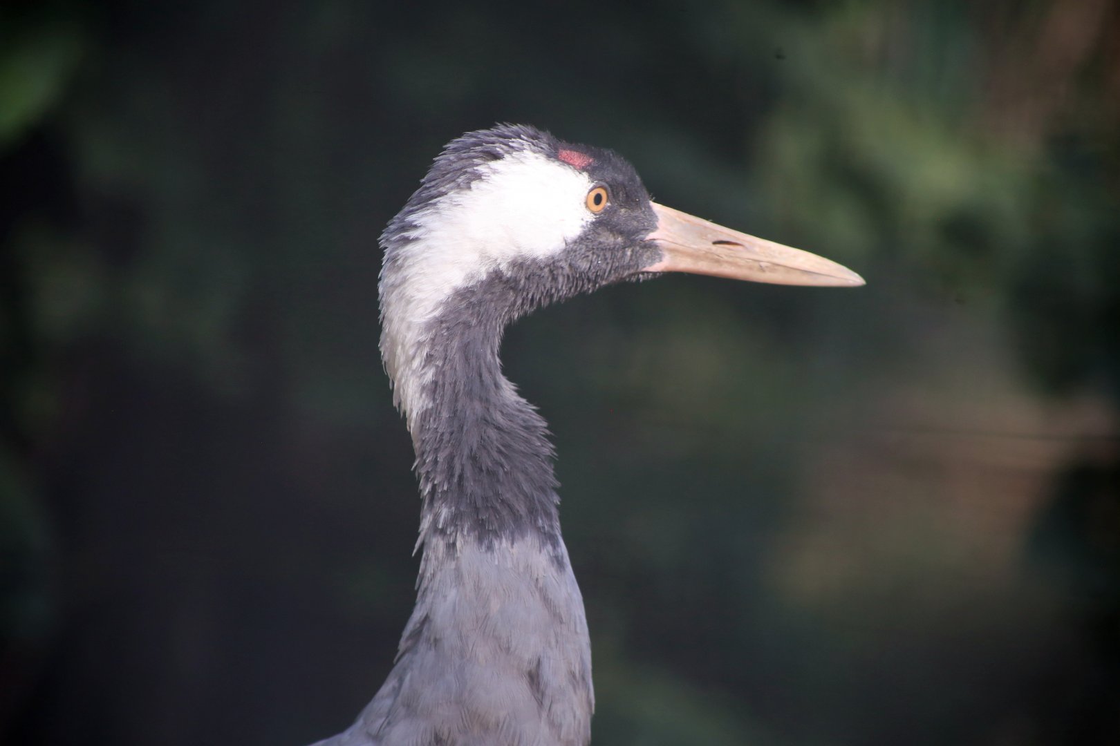 Common Crane