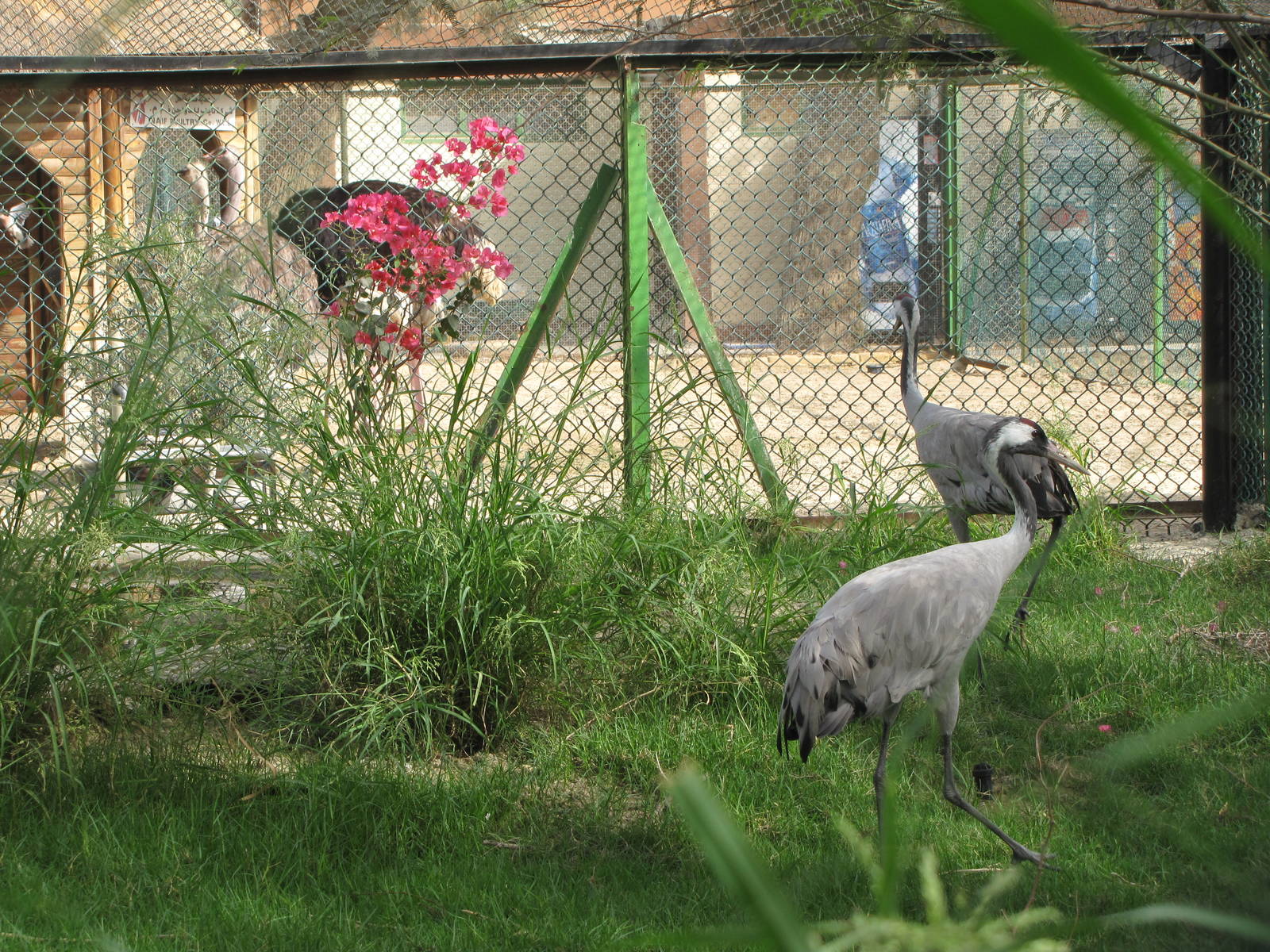 common crane