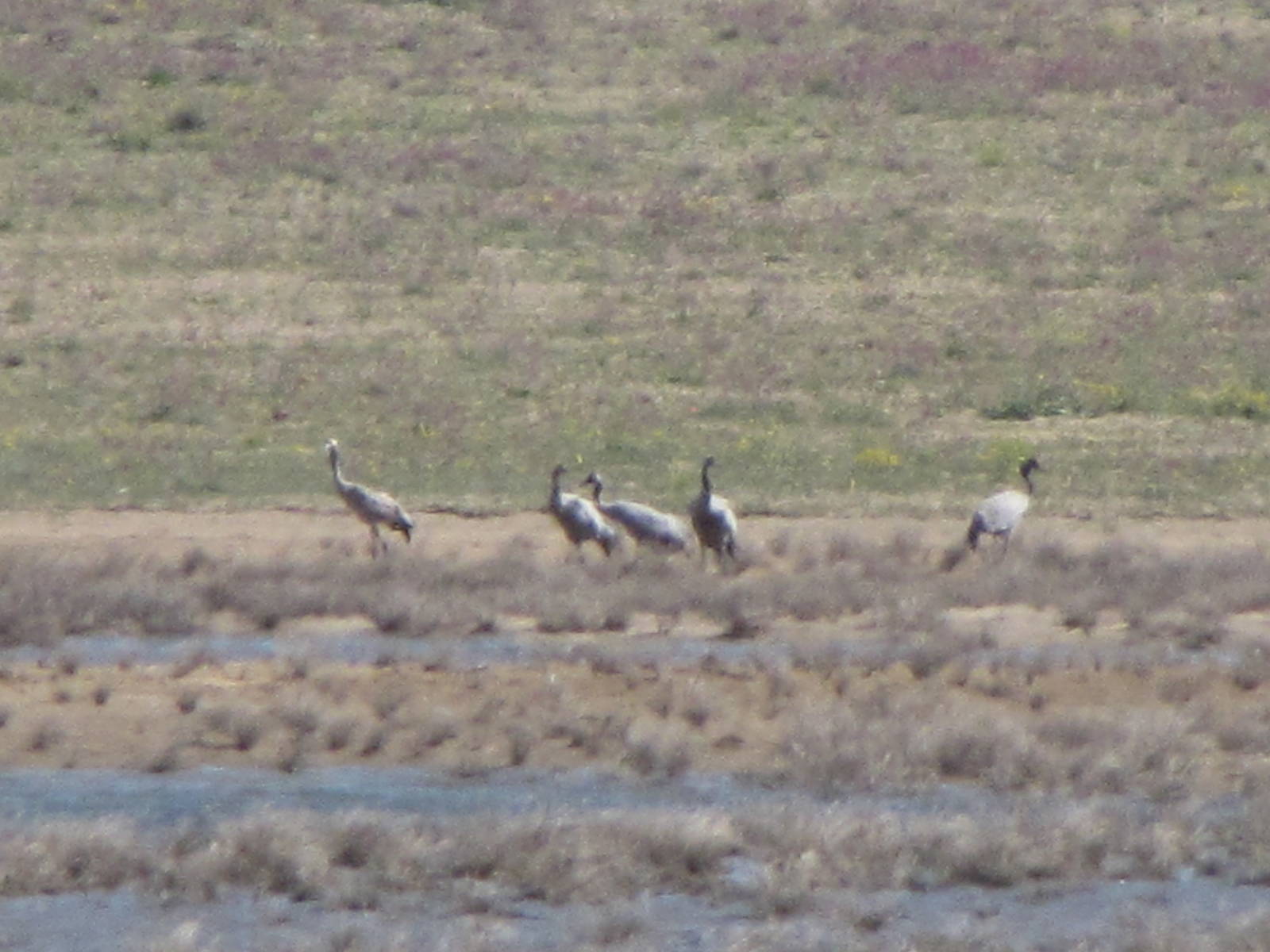 common crane
