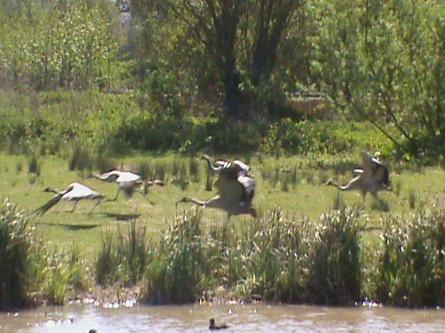 common cranes 05/10