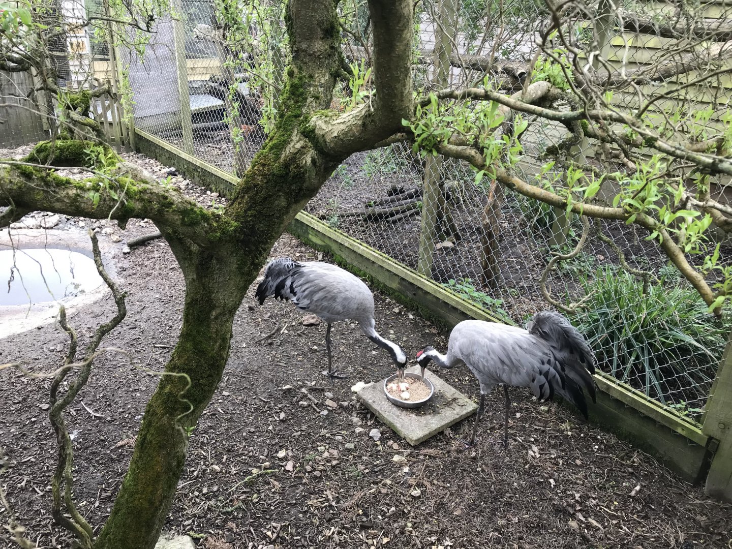 Common cranes 280418
