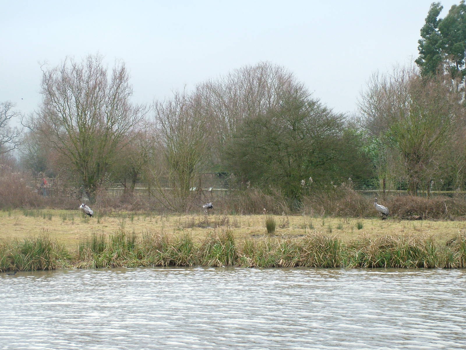 Common Cranes at Slimbridge 06/02/10