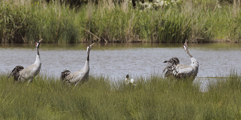 Common cranes calling