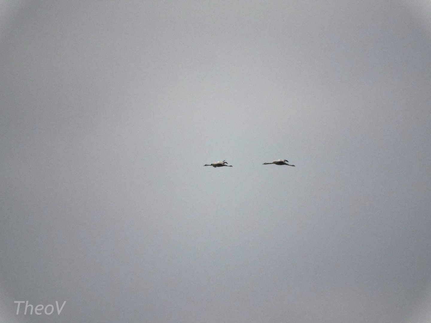 Common cranes - Camargue [2015]