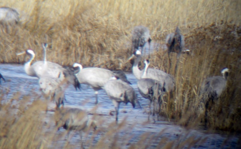 Common Cranes (Grus grus)