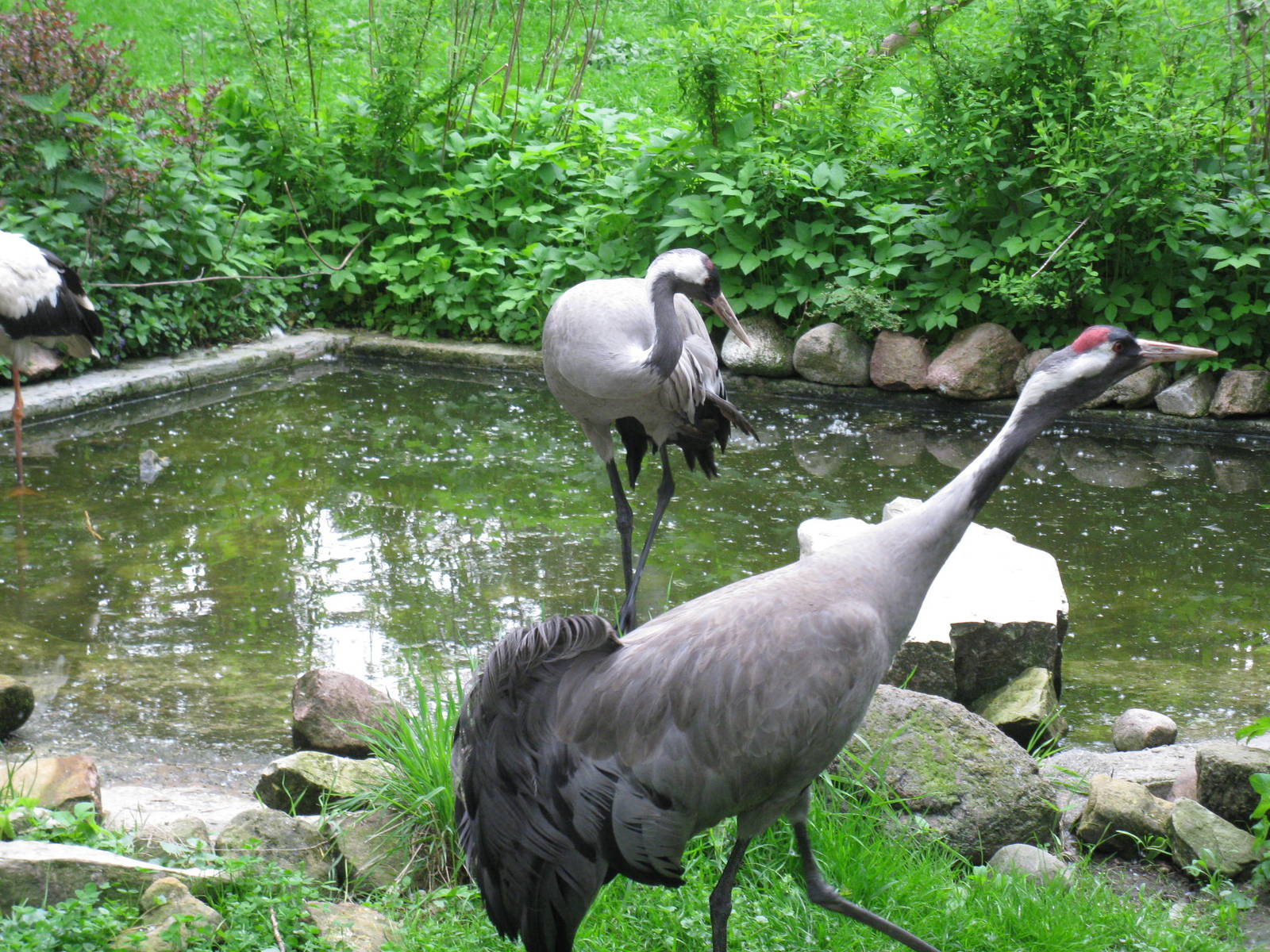 Common cranes