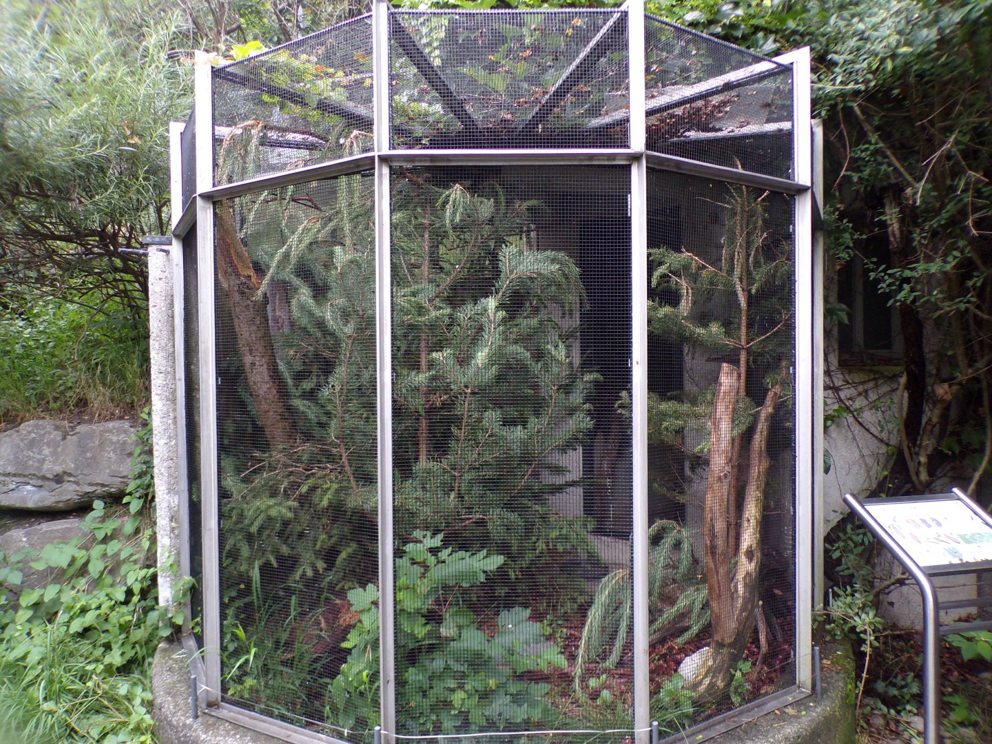 Common crossbill avairy 9.7.25