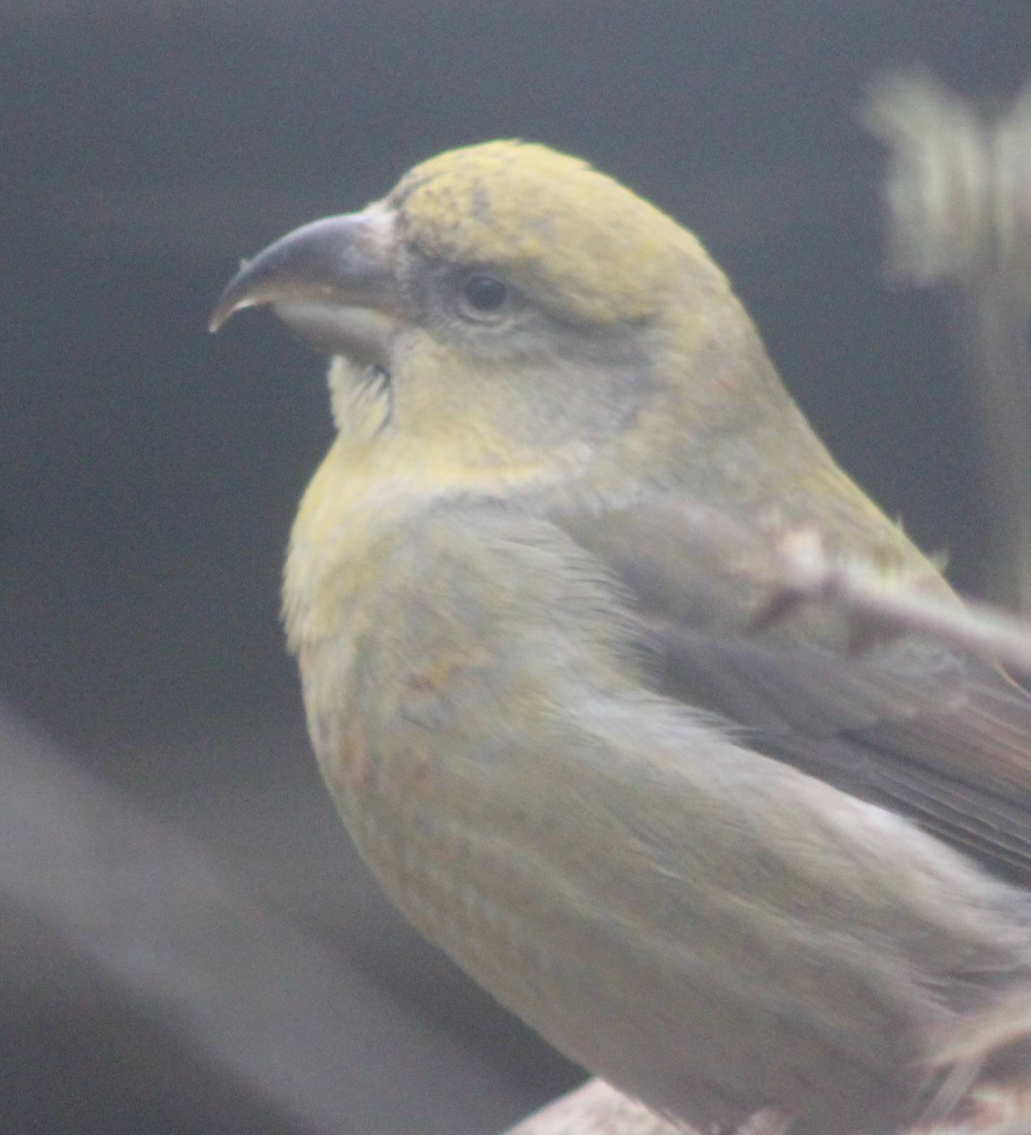 Common Crossbill female