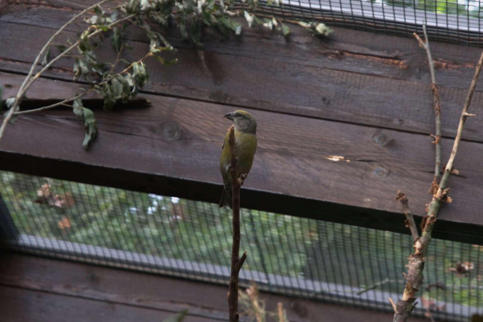 Common Crossbill (Loxia curvirostra curvirostra), 13-09-25