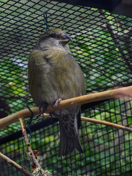 Common crossbill (Loxia curvirostra curvirostra)
