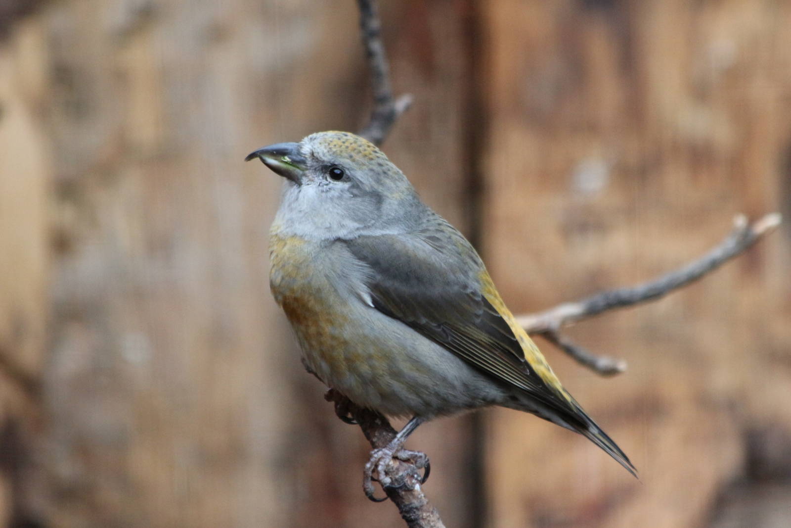 Common Crossbill @ Scottish Owl Centre; 14.10.2016