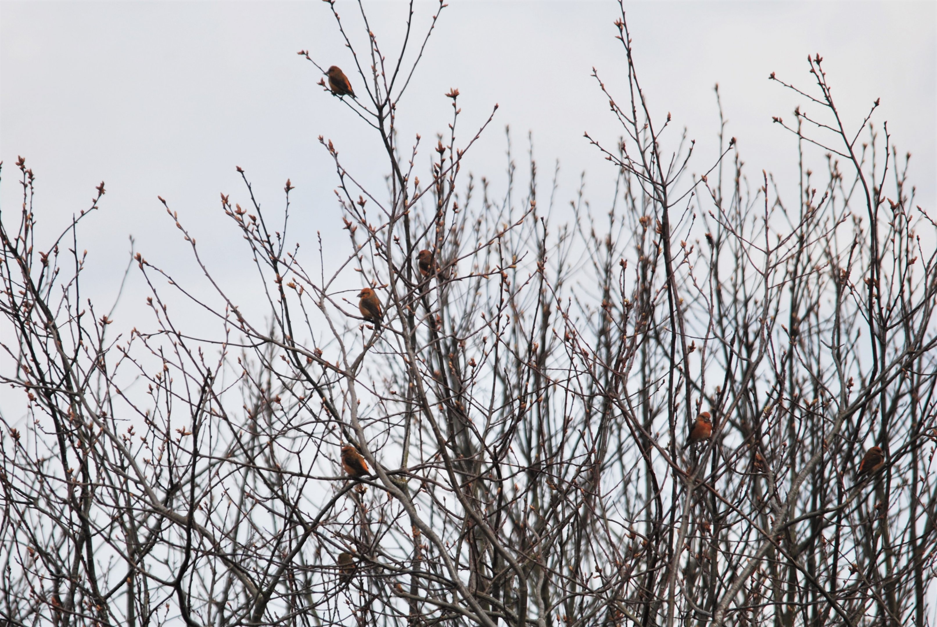 Common Crossbills, Thoresby Pit Top (Sherwood Forest), 11/04/2021