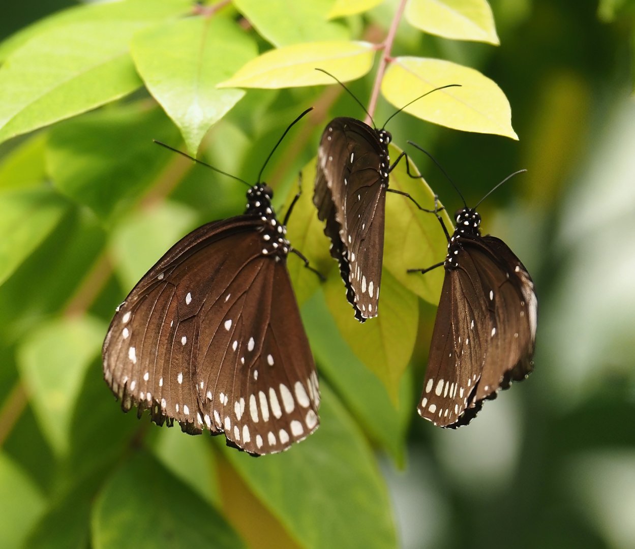Common crow butterflies (Euploea core), 2024-06-23
