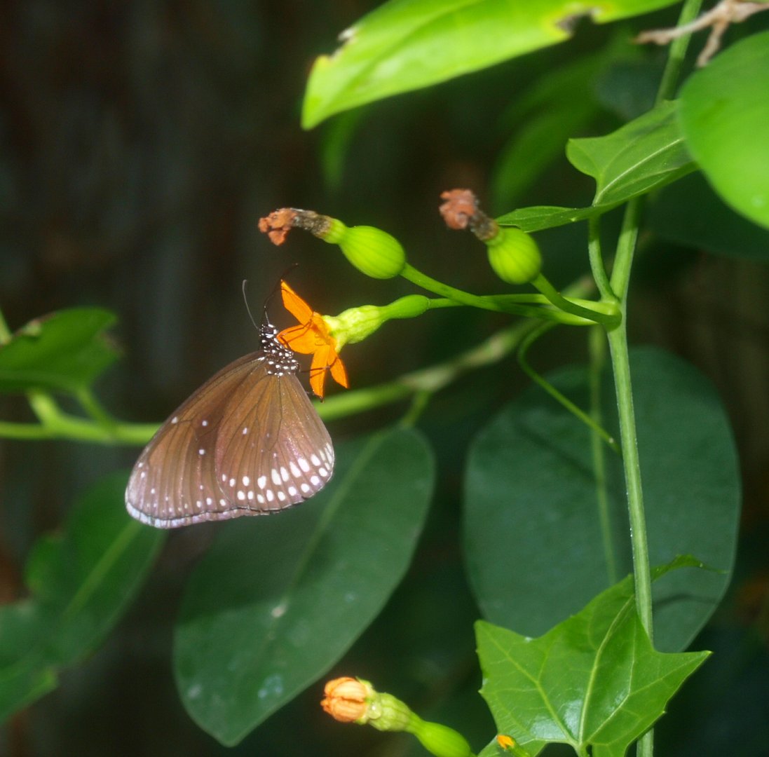 Common crow butterfly (Euploea core), 2015-07-19