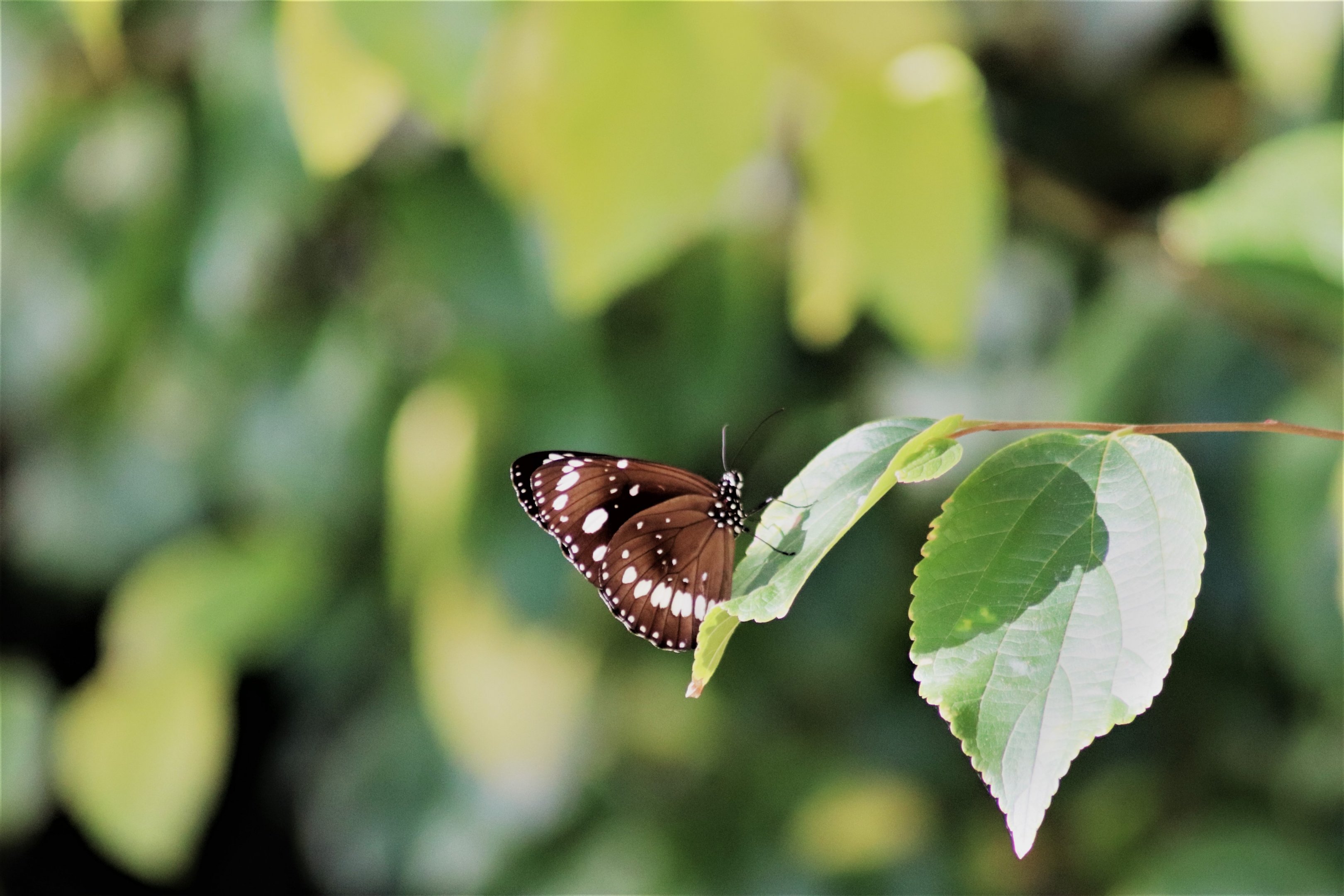 Common Crow Butterfly  (Euploea core)