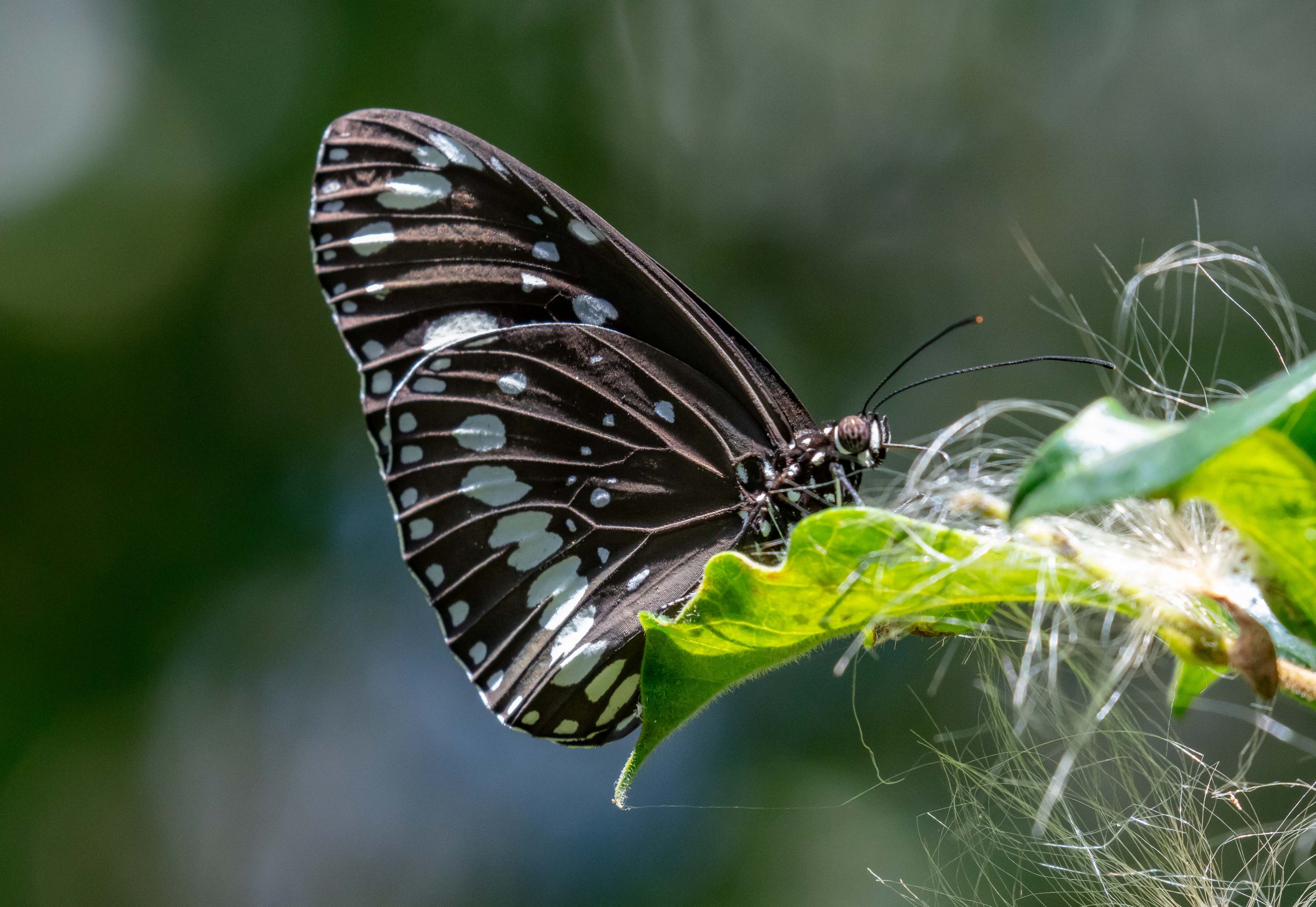 Common Crow Butterfly