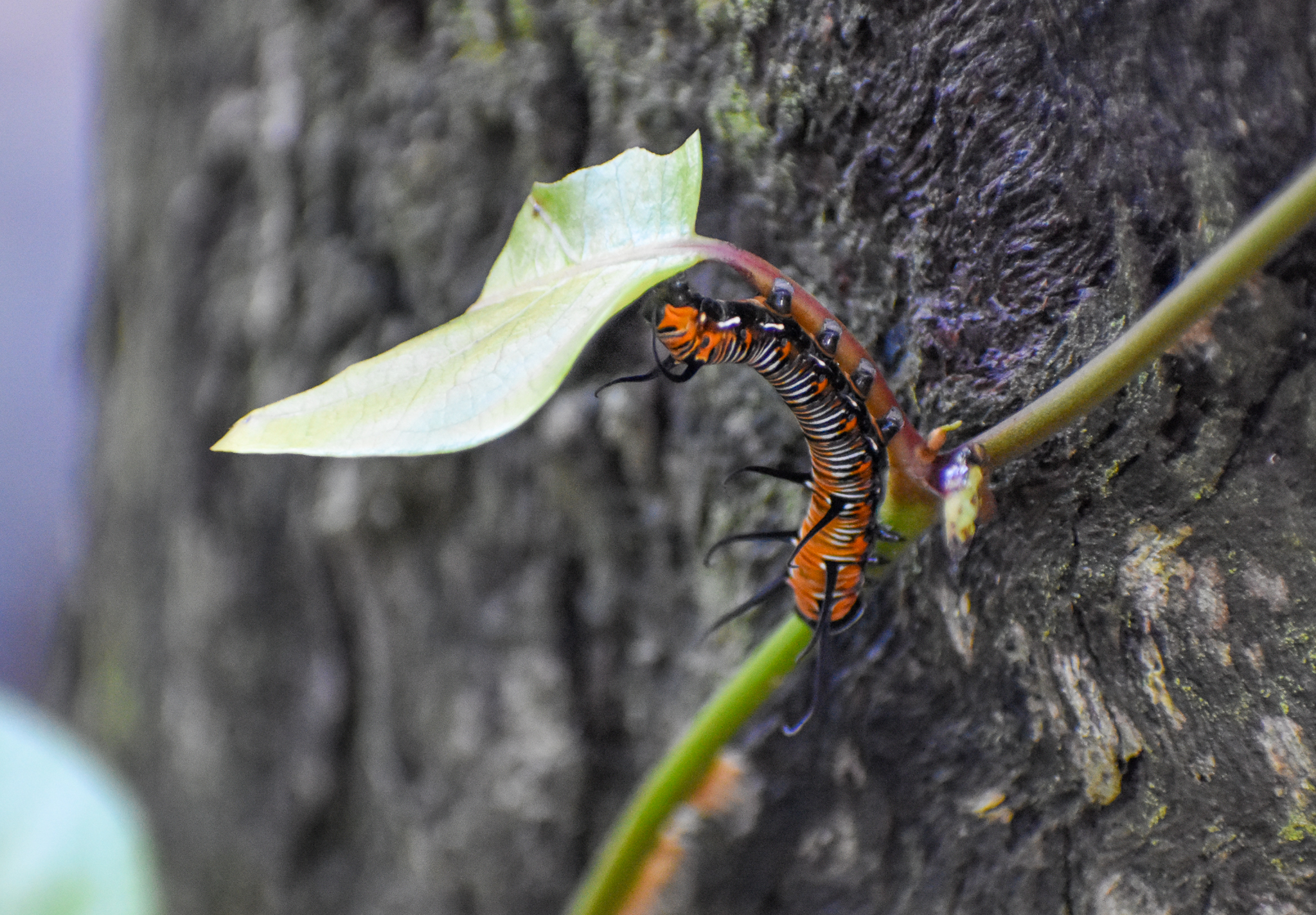 Common Crow - caterpillar