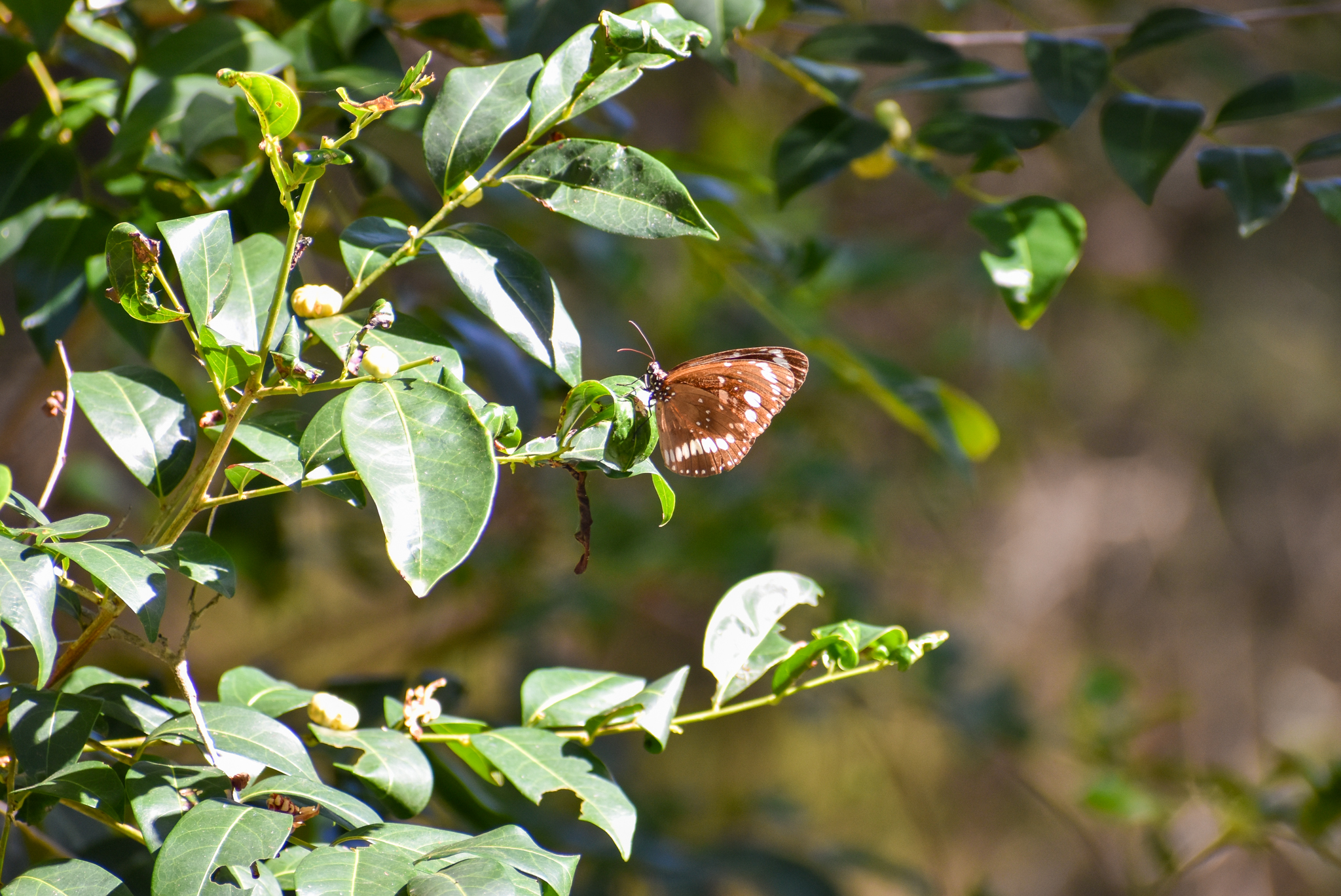 Common Crow (Euploea core)