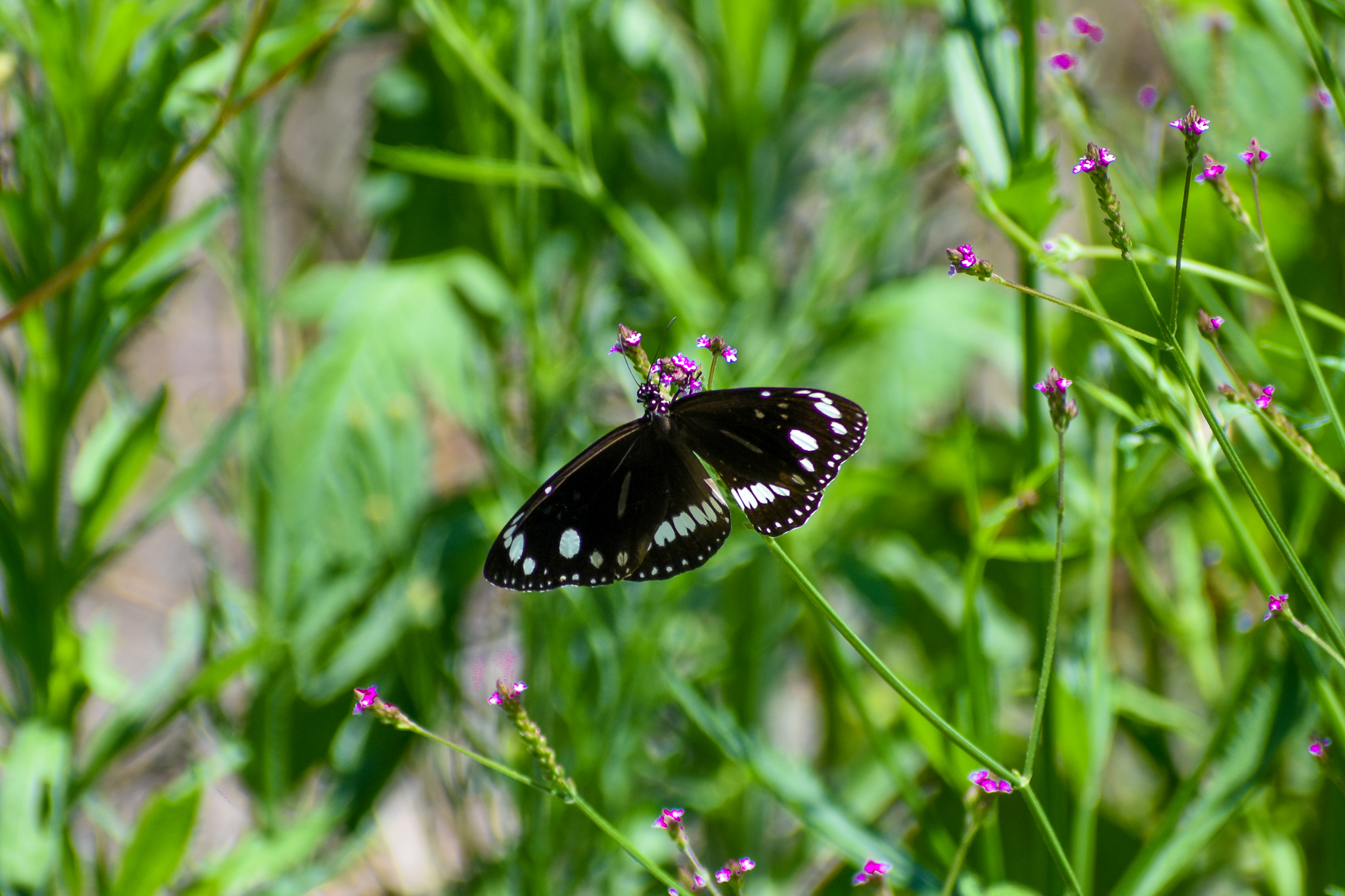 Common Crow (Euploea core)