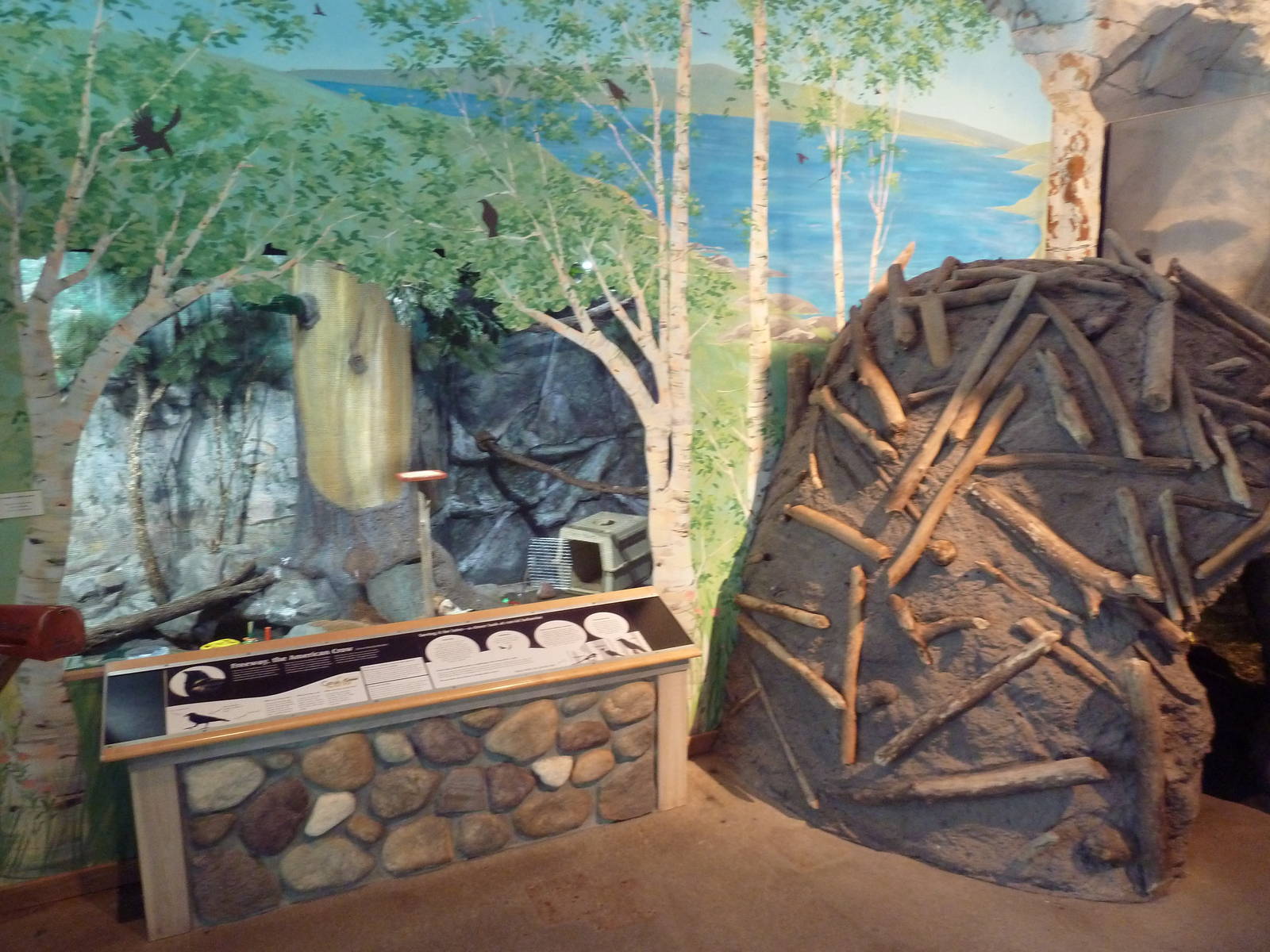 Common Crow Exhibit + Beaver Pond