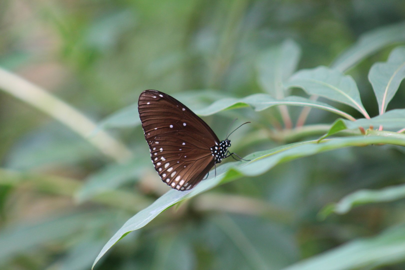 Common Crow - Magic Wings Butterfly Conservatory