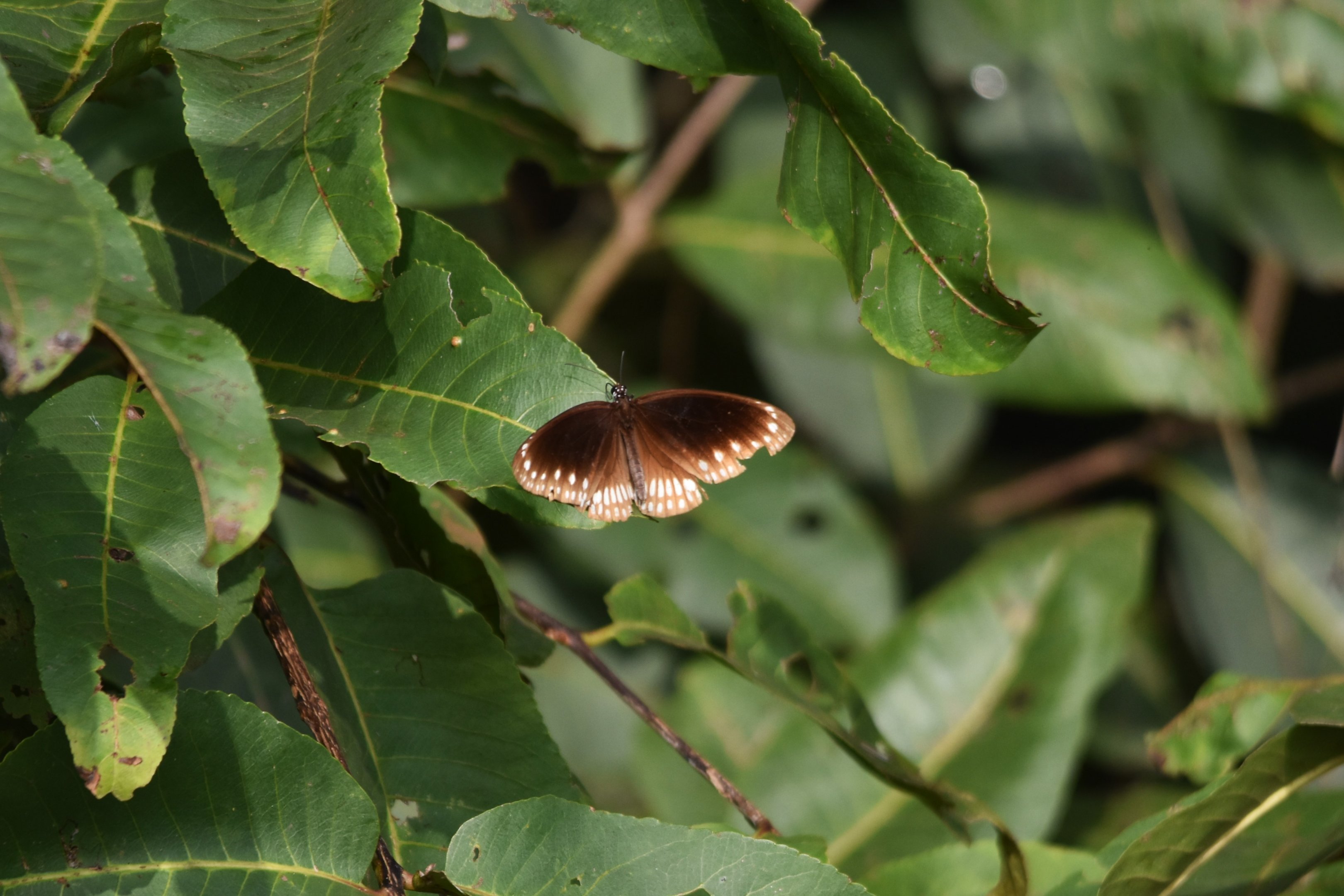 Common Crow, Nagarahole Tiger Reserve, 22nd November 2024
