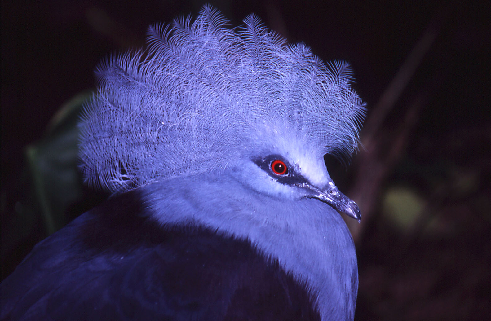Common Crowned Pigeon