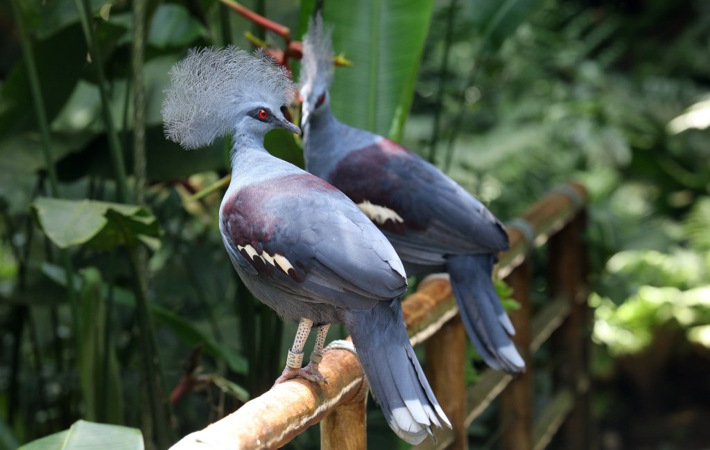 Common Crowned Pigeons