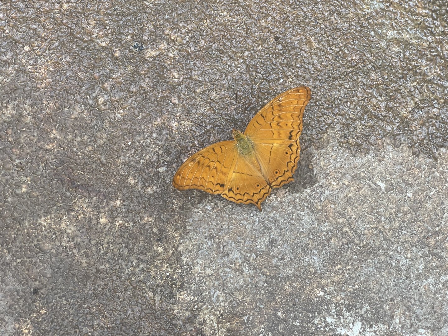 common cruiser (vindula erota) (1) - aviary park