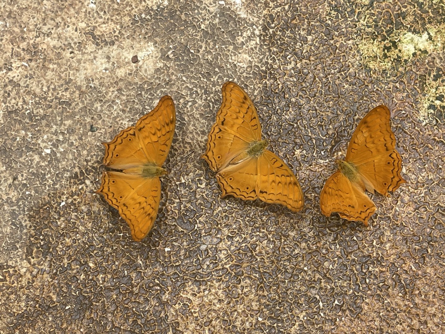common cruiser (vindula erota) (2) - aviary park