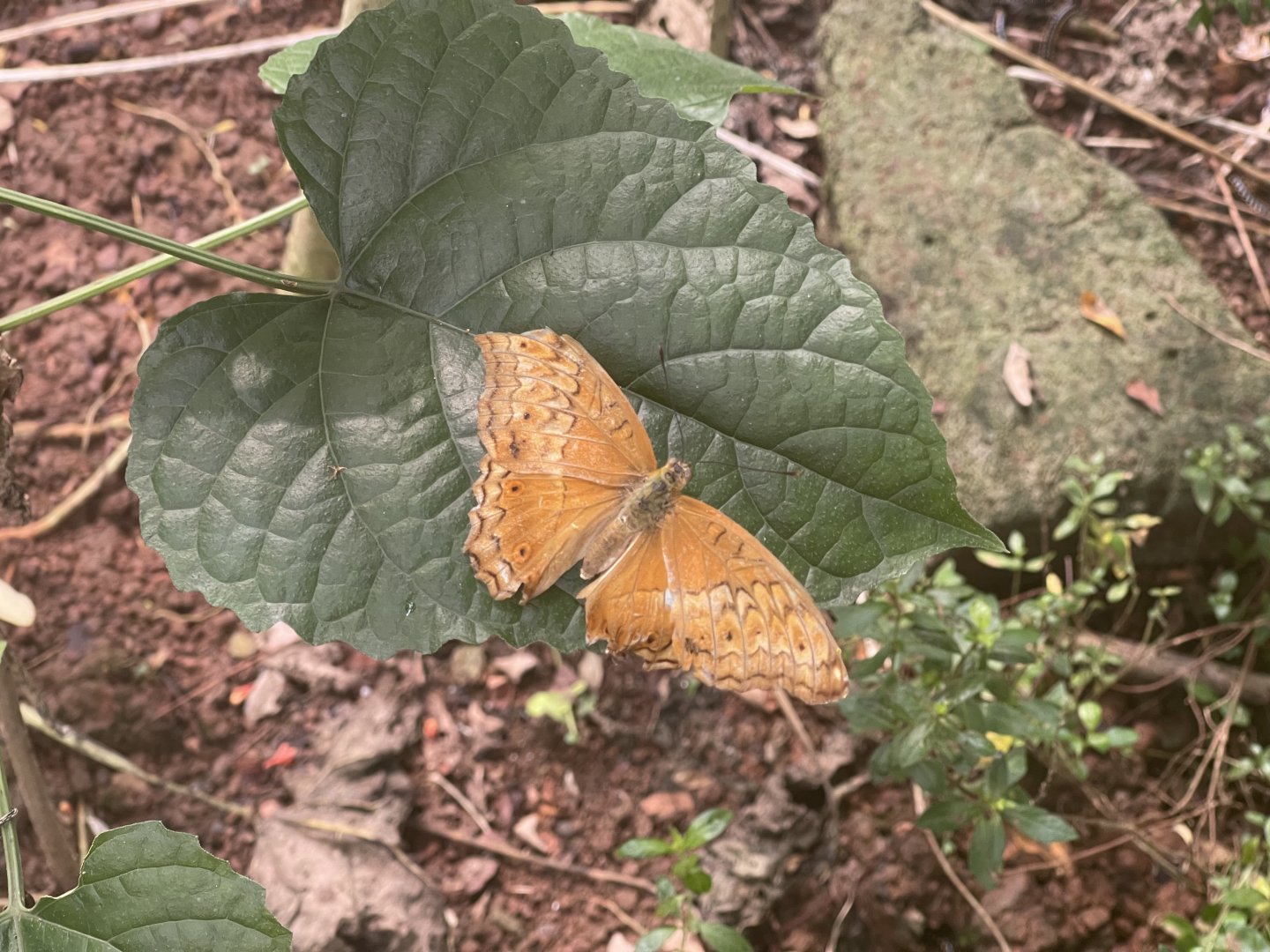 common cruiser (vindula erota) (3) - aviary park