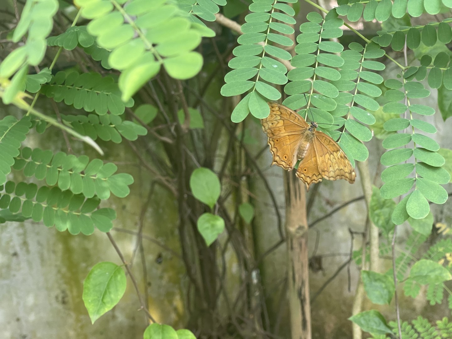 common cruiser (vindula erota) (4) - aviary park