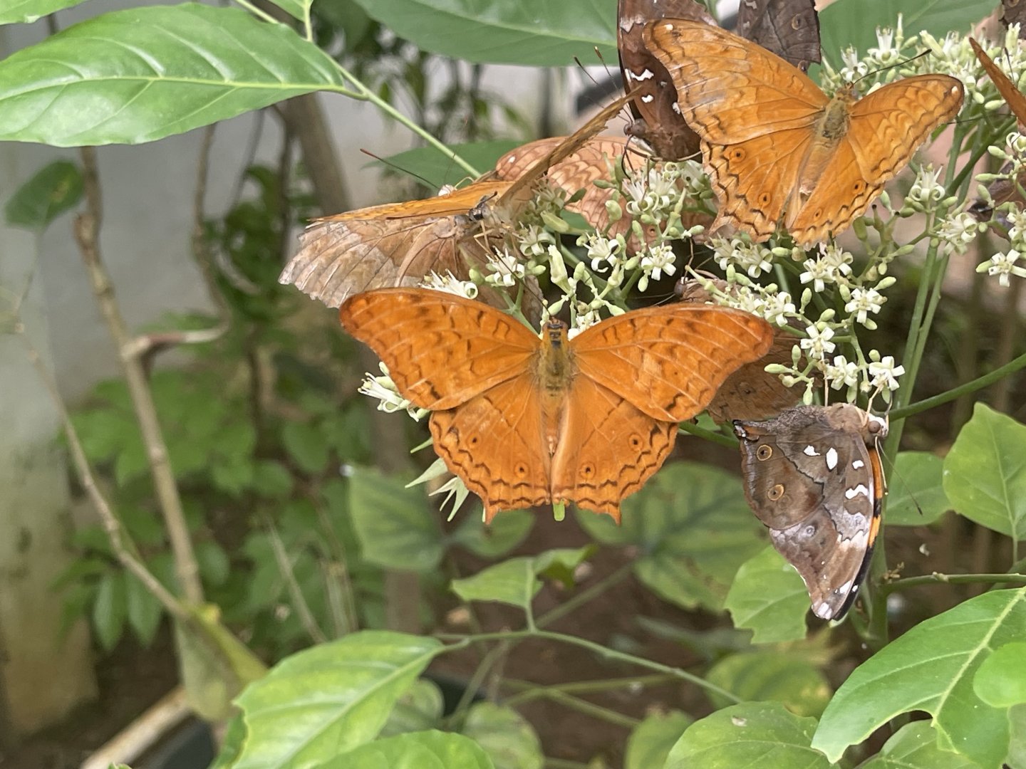 common cruiser (vindula erota) (5) - aviary park