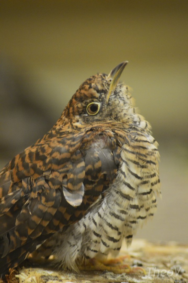 Common cuckoo [2017]