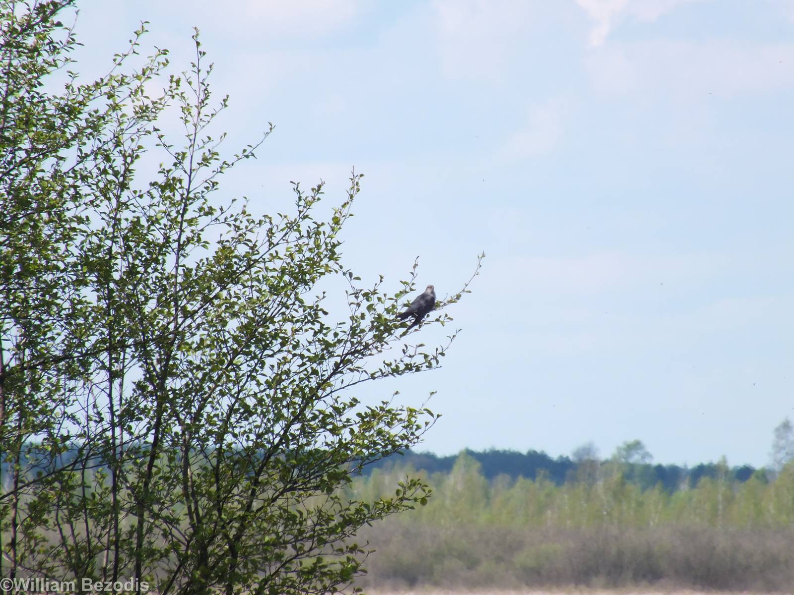 Common Cuckoo- Biebrza Marshes