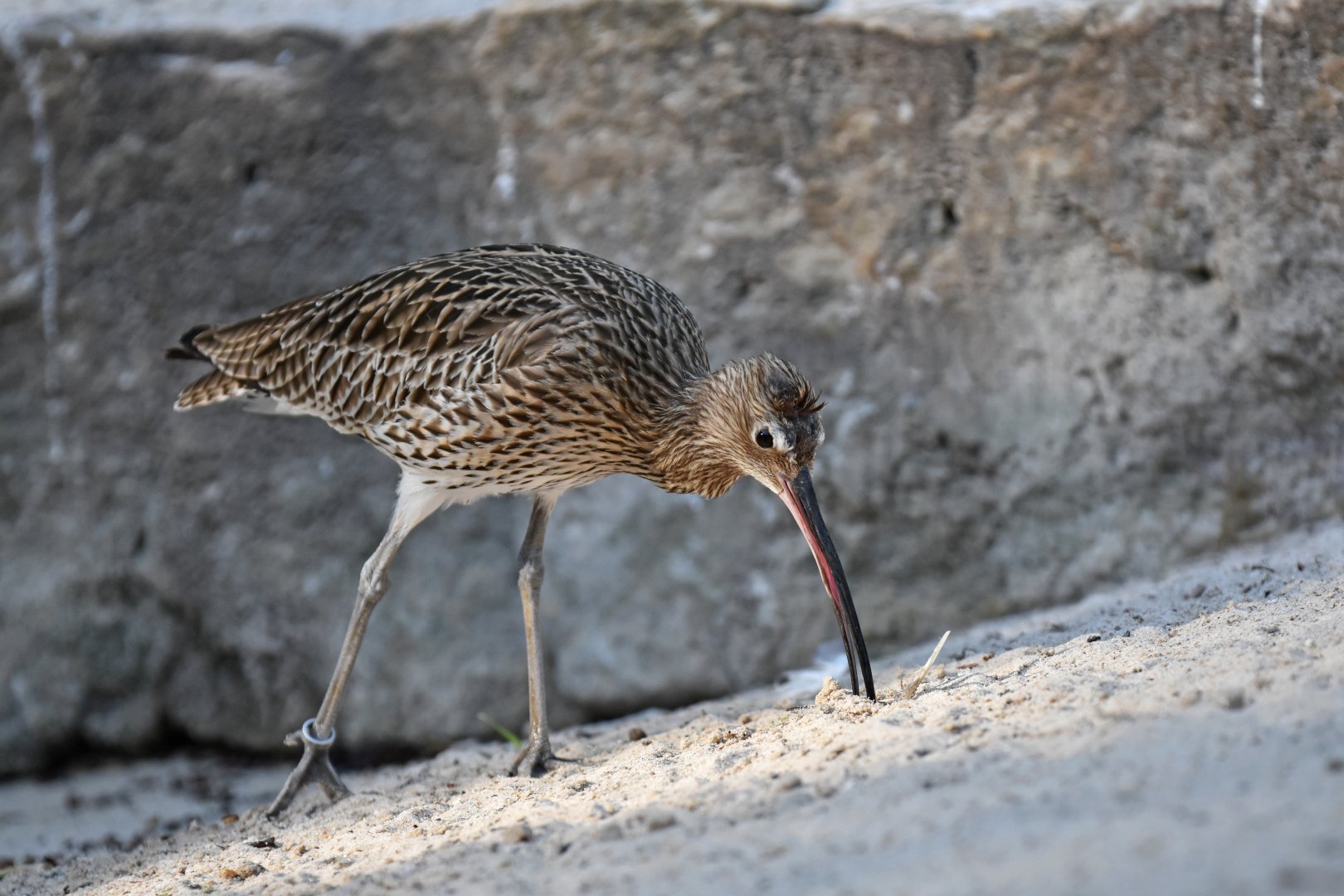 Common curlew (Numenius arquata)