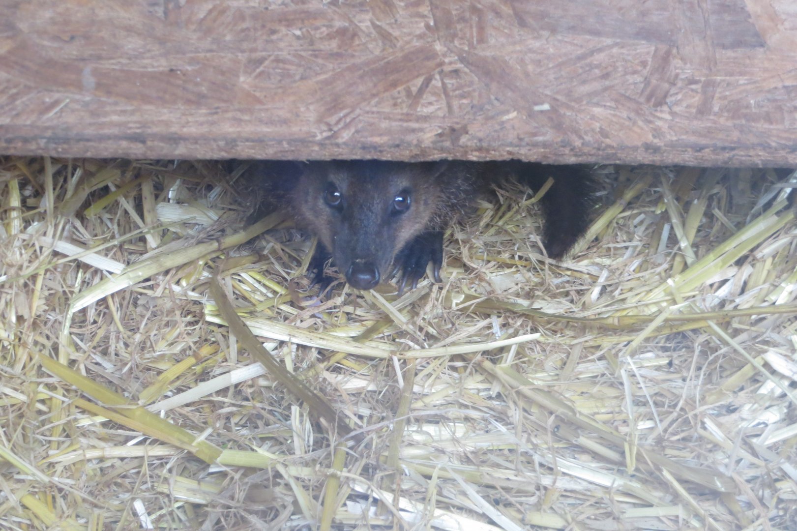 Common cusimanse 280418