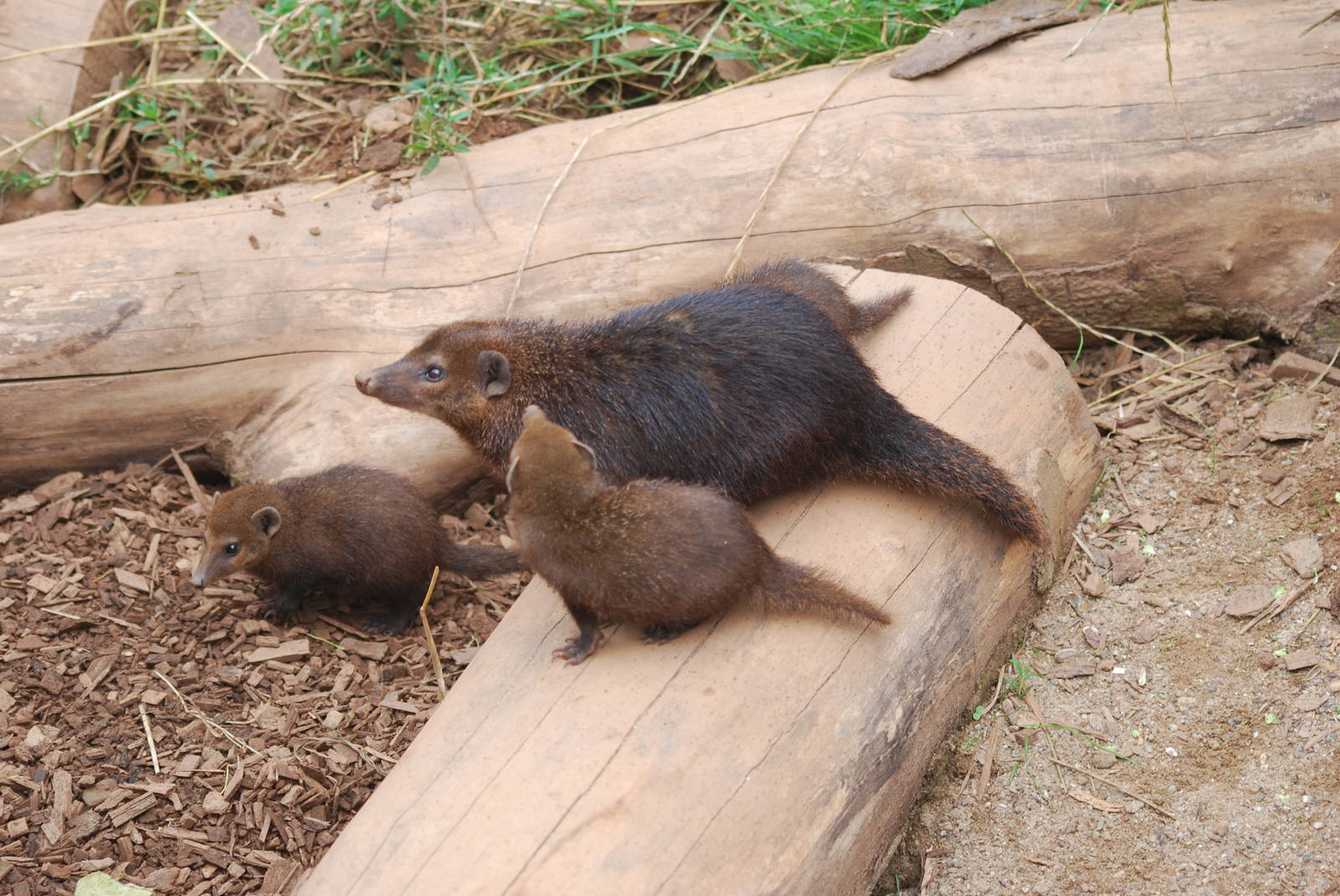 Common cusimanse and babies