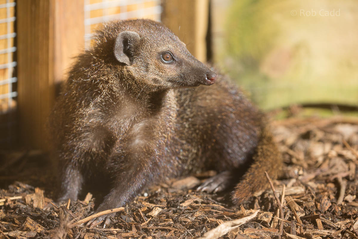 Common cusimanse : Axe Valley : 22 Sep 2015