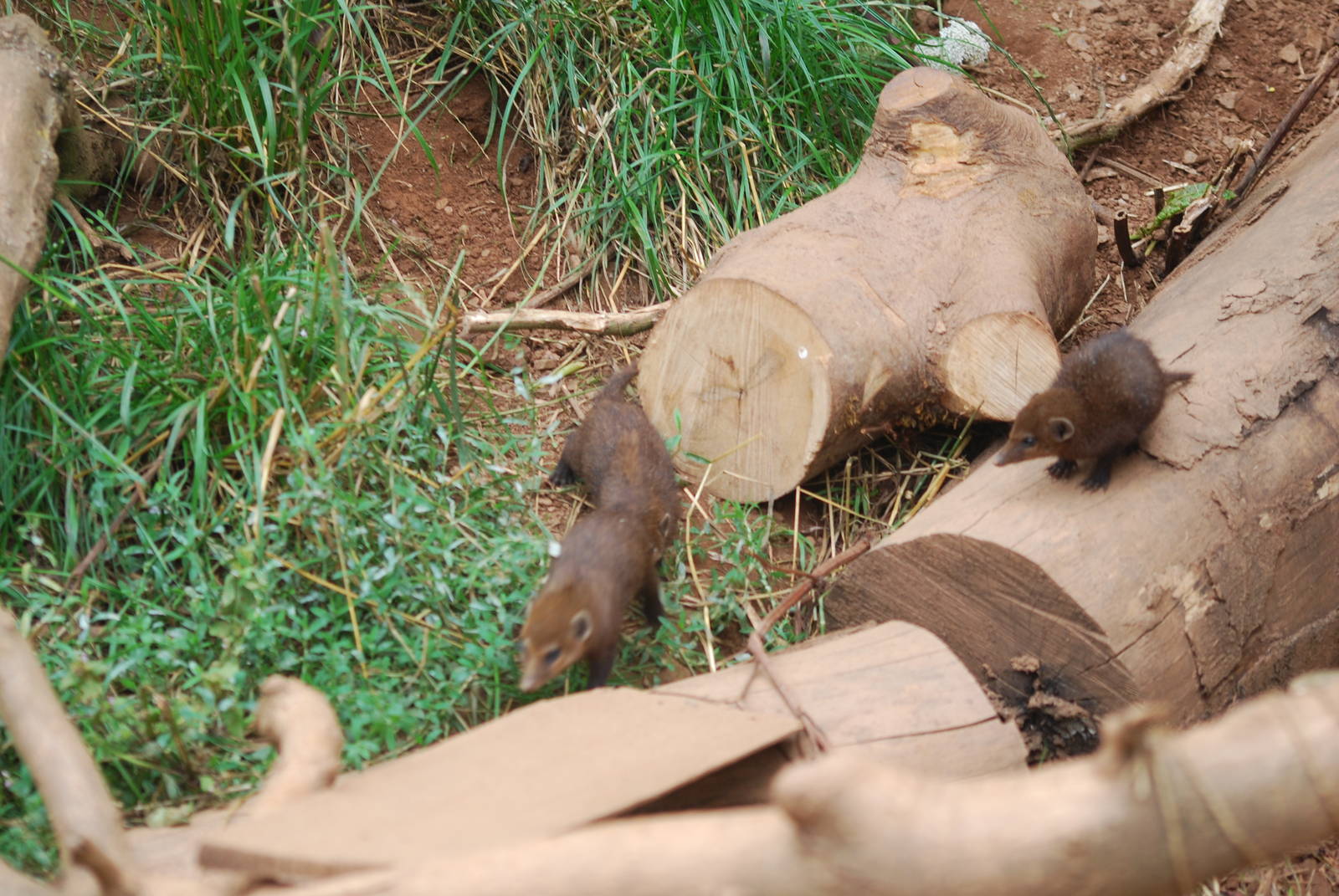 Common cusimanse babies