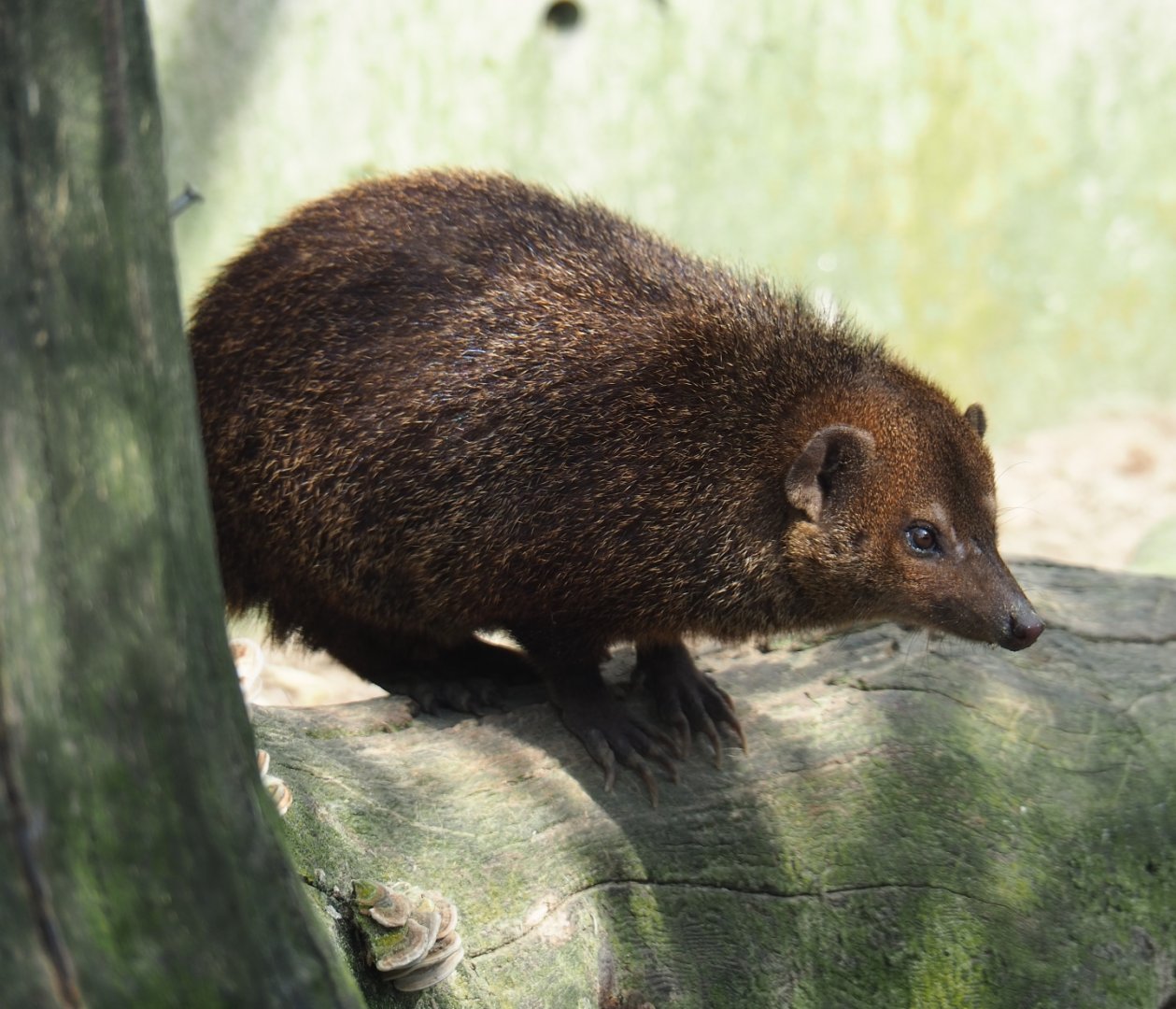 Common cusimanse (Crossarchus obscurus), 2019-04-06