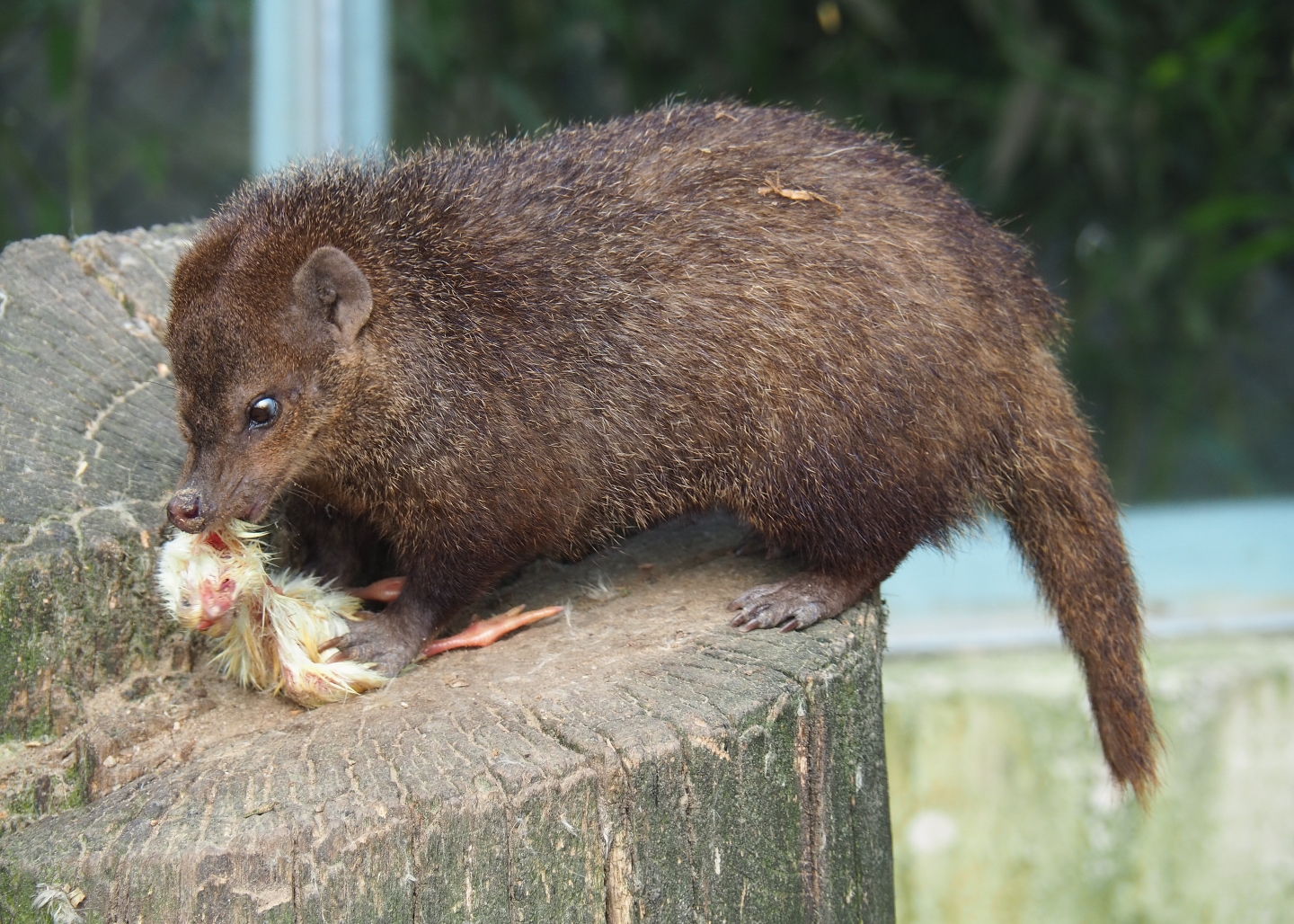 Common cusimanse (Crossarchus obscurus) eating one-day chick, 2019-04-06