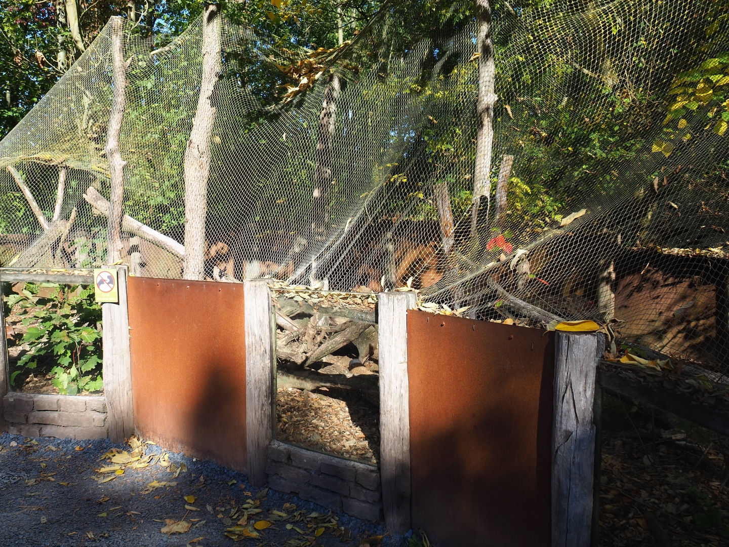 Common Cusimanse) (Crossarchus obscurus), Oct 13th, 2018