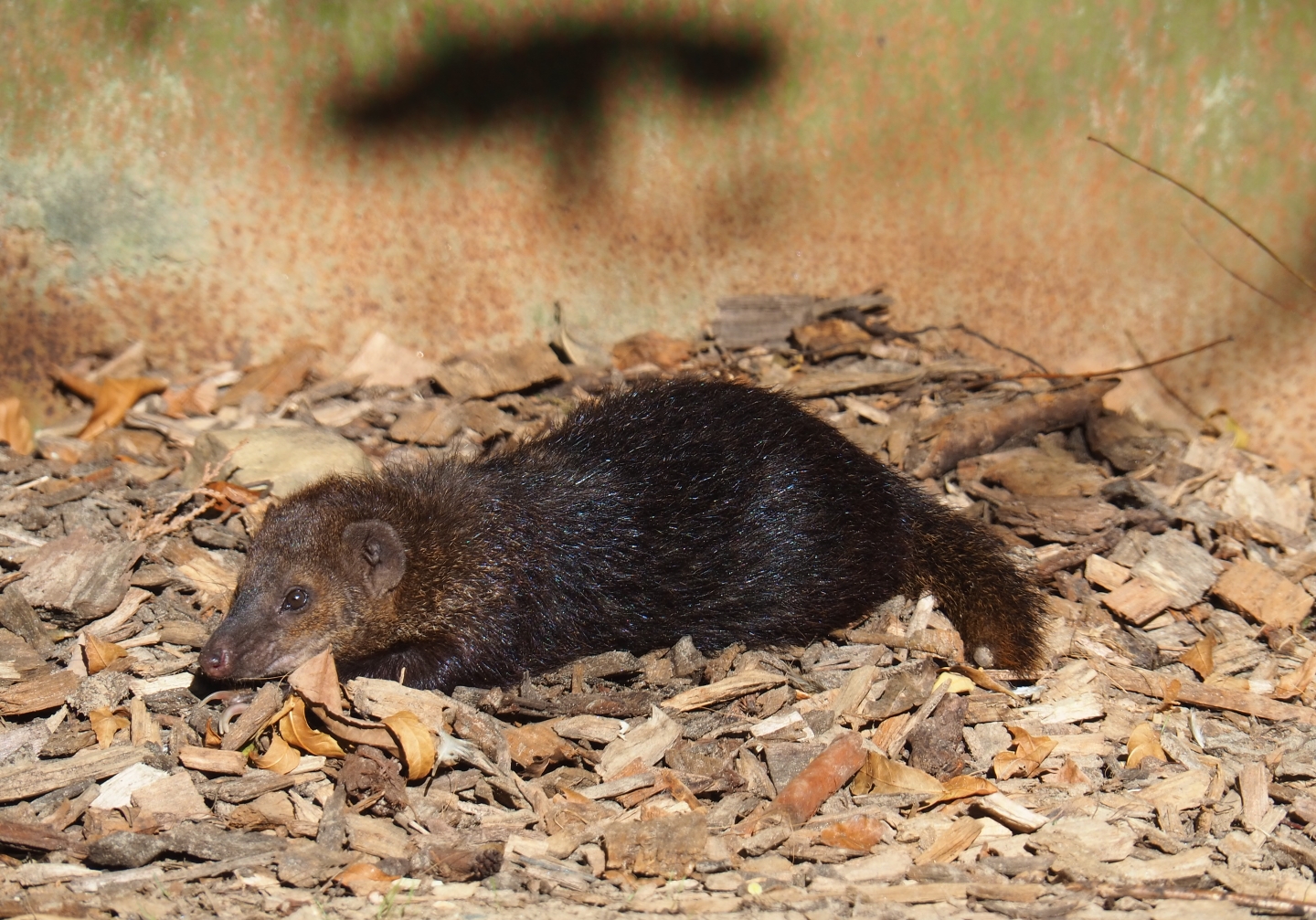 Common Cusimanse (Crossarchus obscurus), Oct 13th, 2018