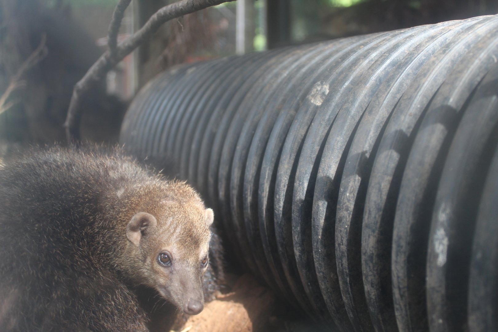 Common cusimanse (Crossarchus obscurus)