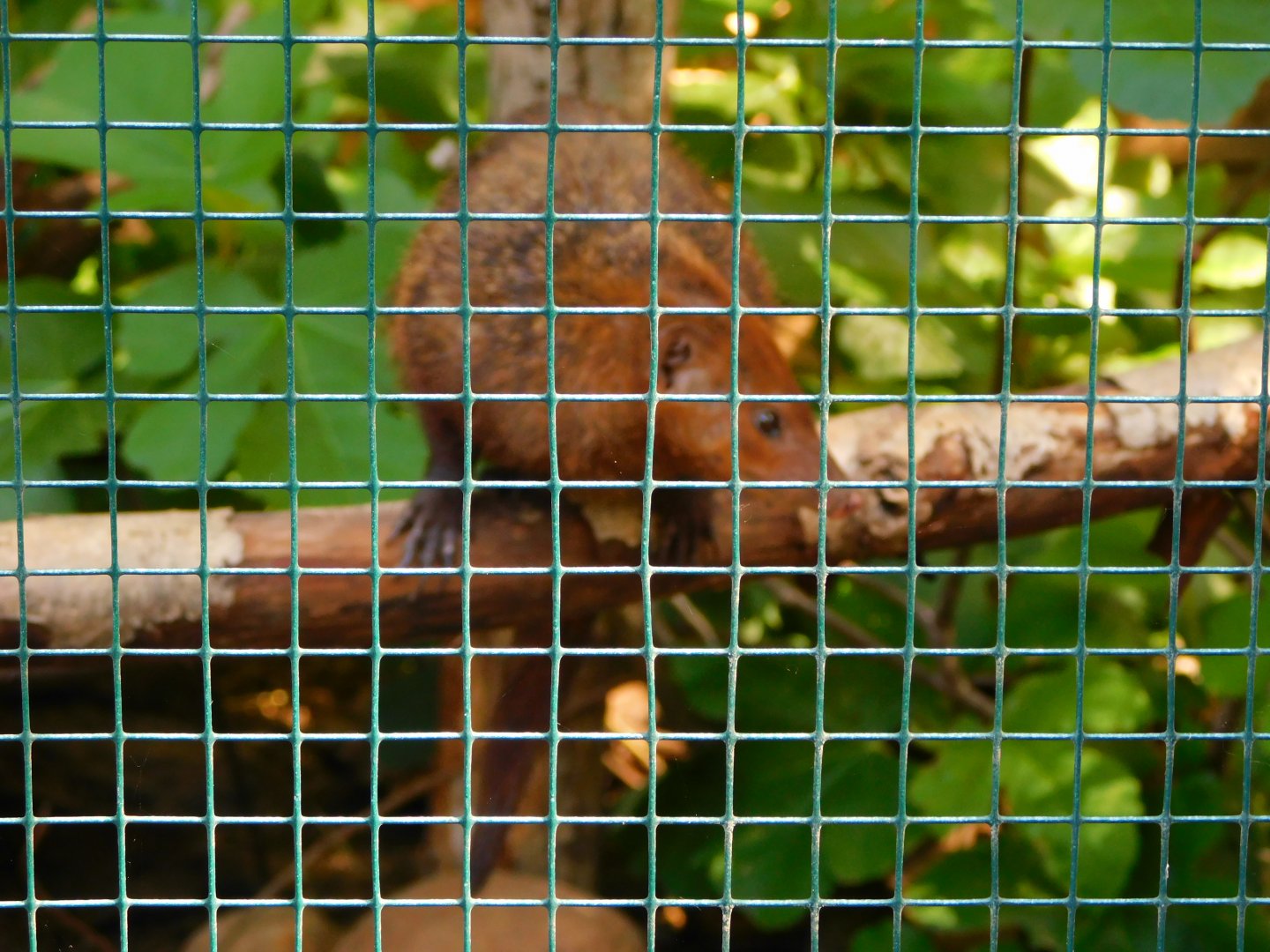 Common Cusimanse (Crossarchus obscurus)