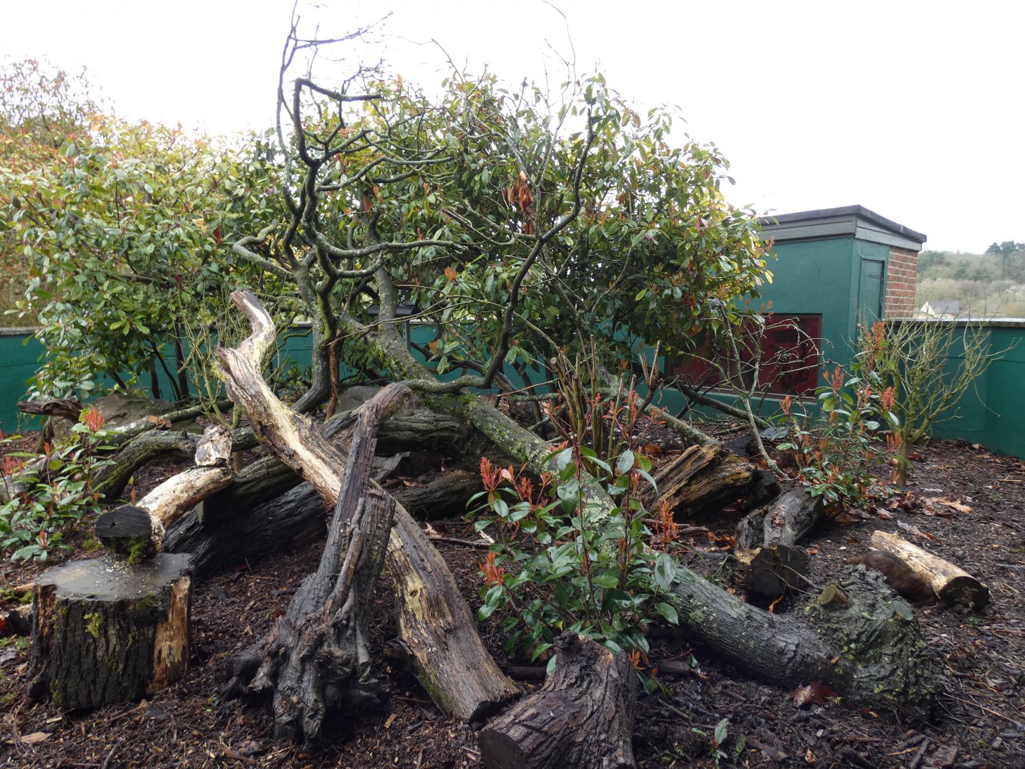 Common Cusimanse Enclosure